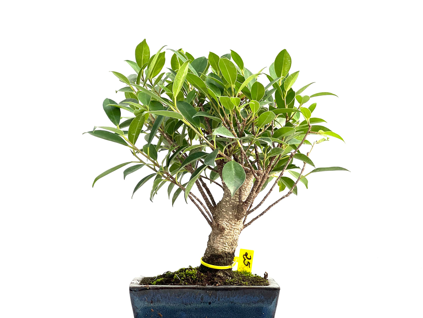 Ficus Tiger Bark 2932