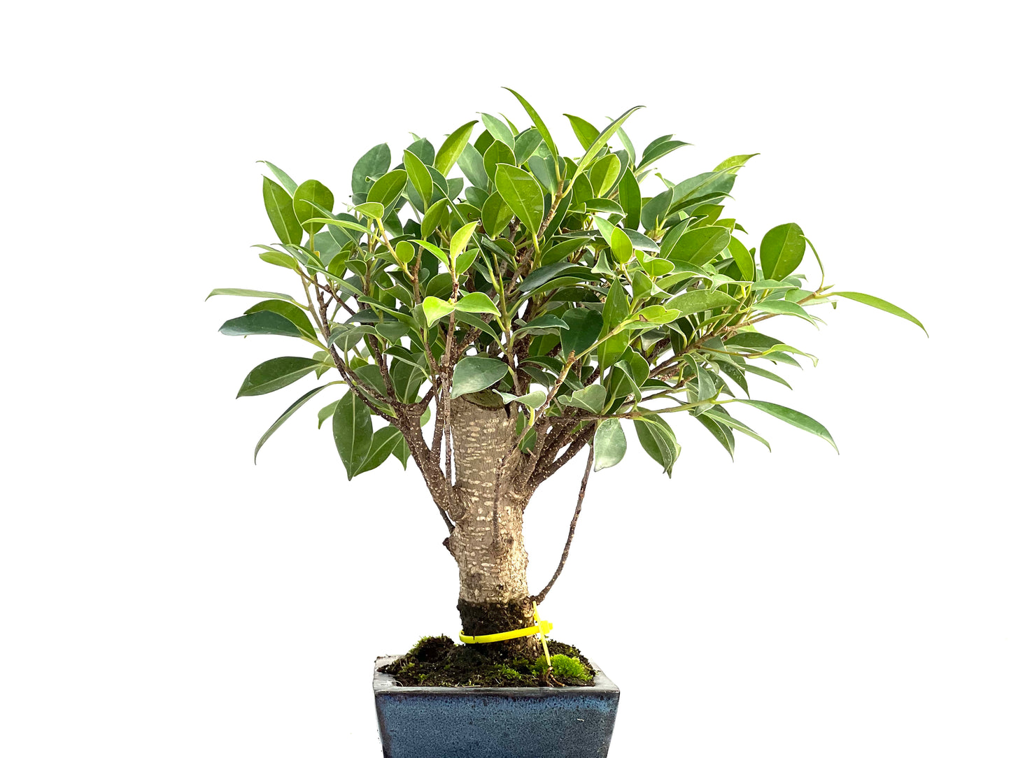 Ficus Tiger Bark 2932