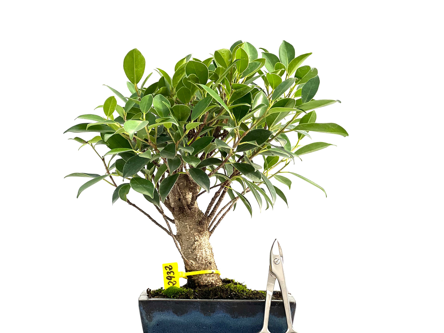 Ficus Tiger Bark 2932
