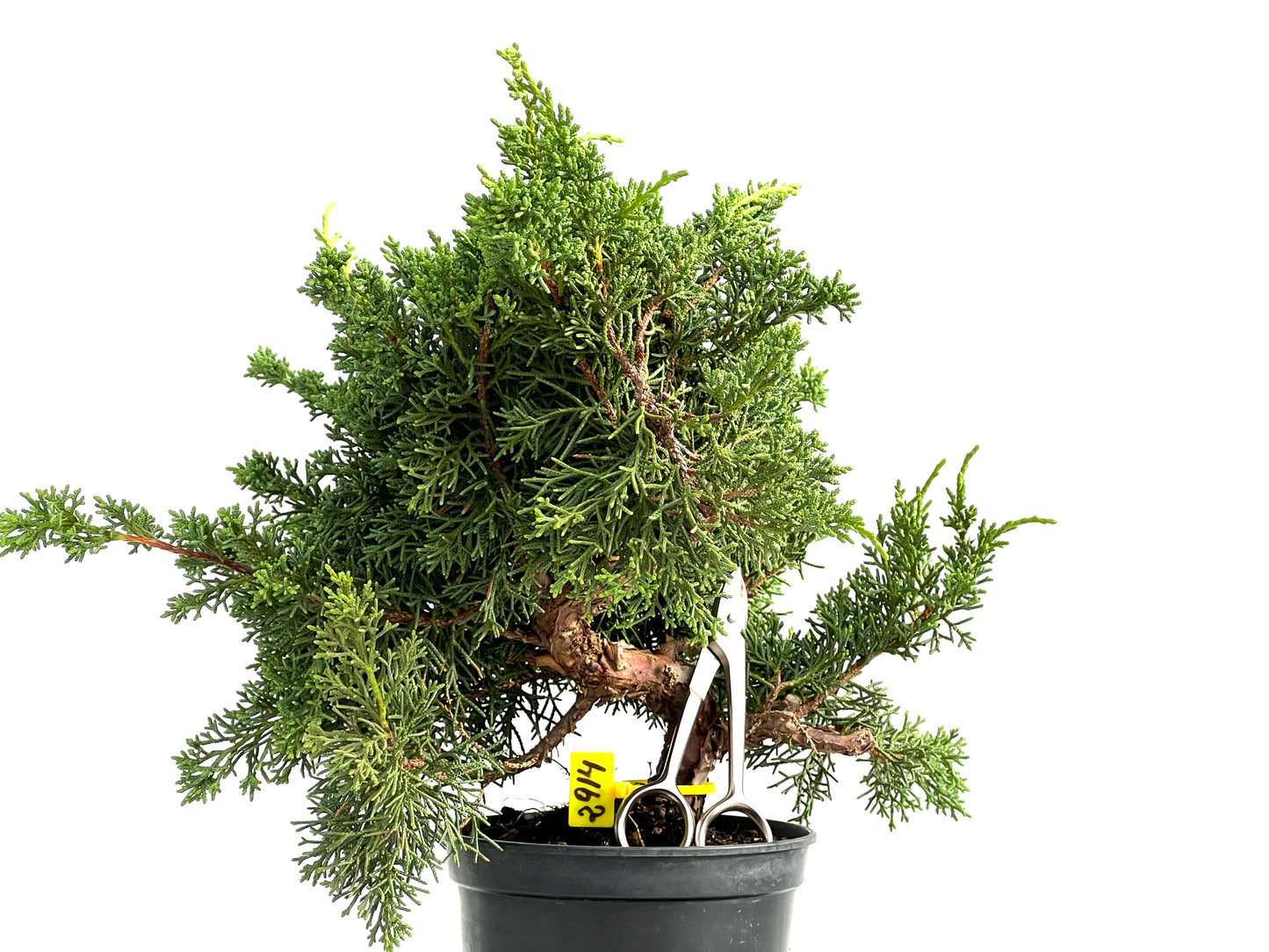 Juniperus Chinensis Kyushu 2914