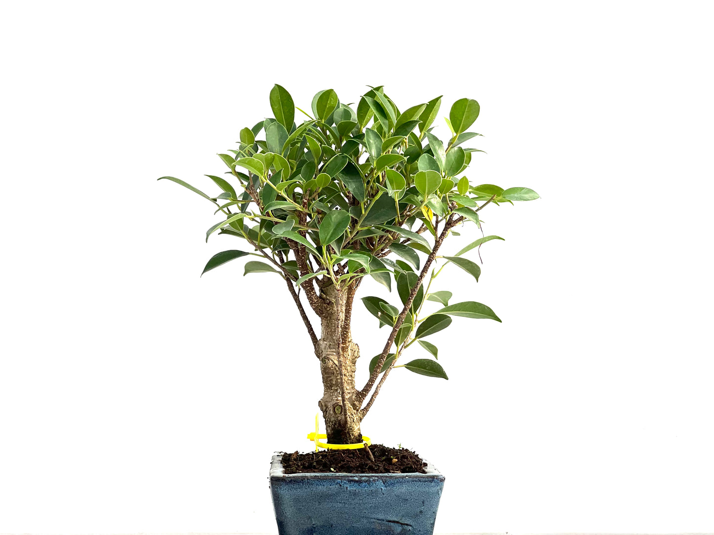 Ficus Tiger Bark 2928