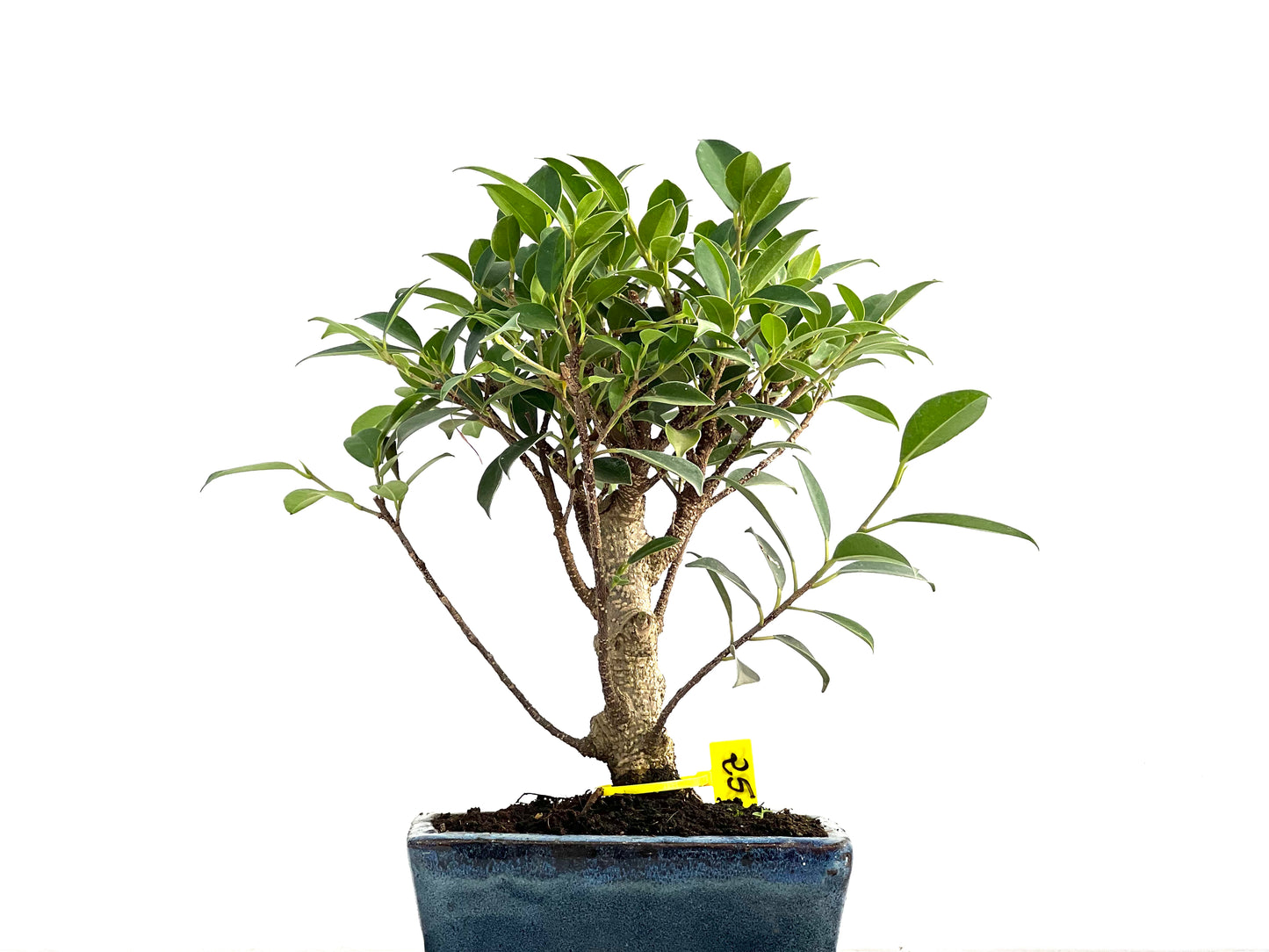 Ficus Tiger Bark 2928