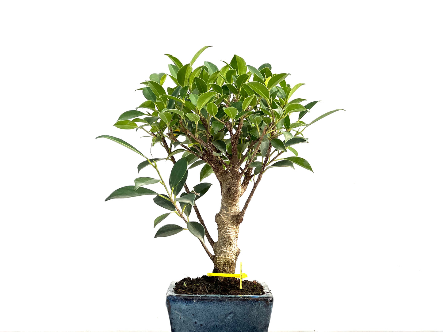 Ficus Tiger Bark 2928