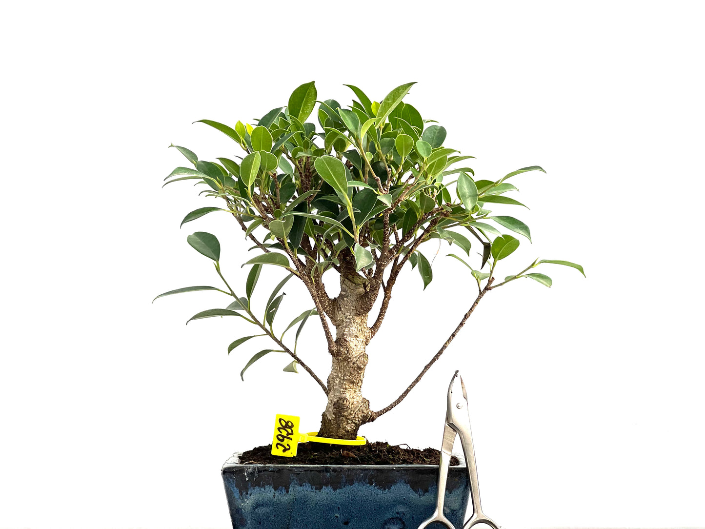 Ficus Tiger Bark 2928