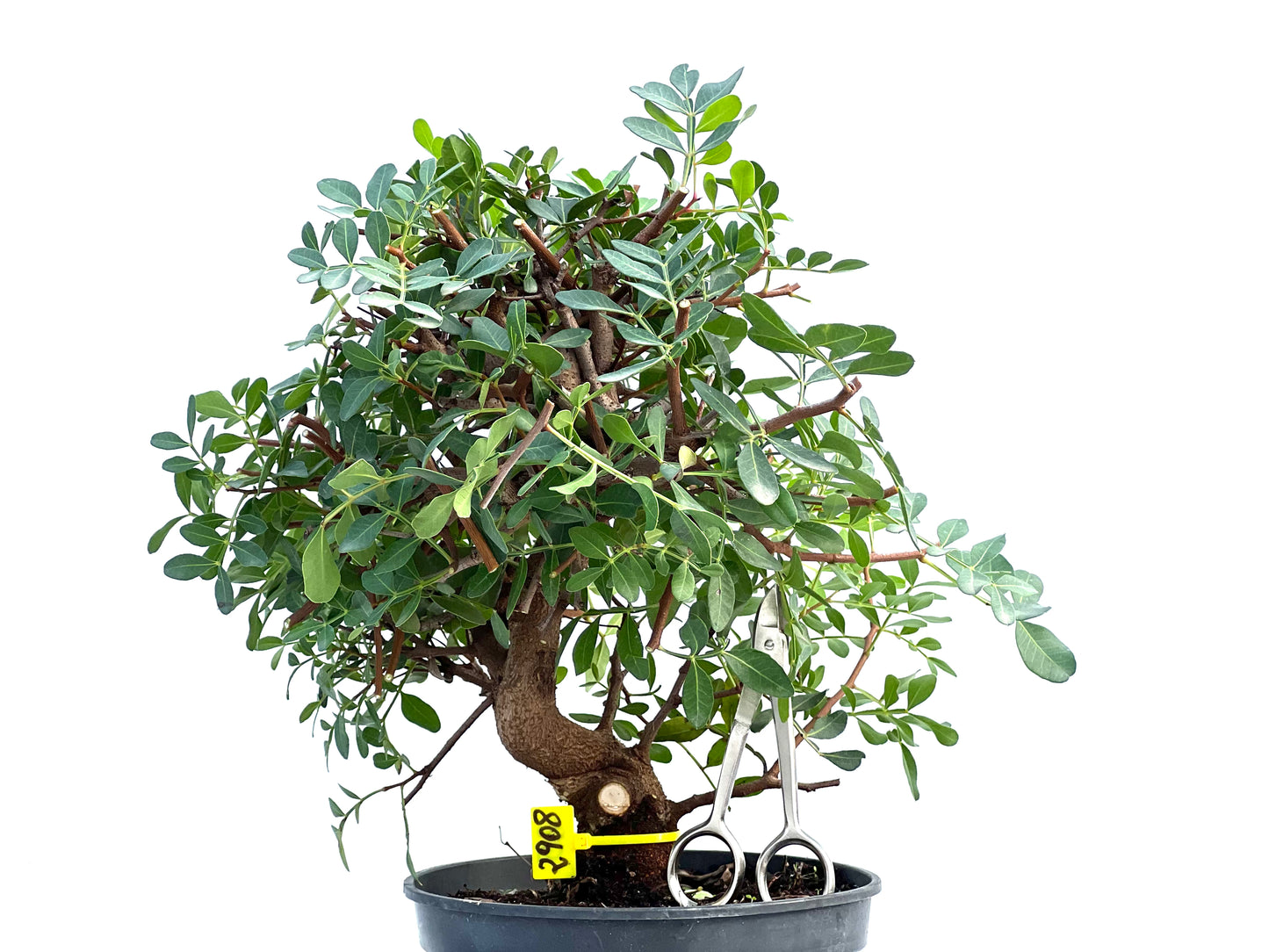 Pistacia Lentiscus 2908