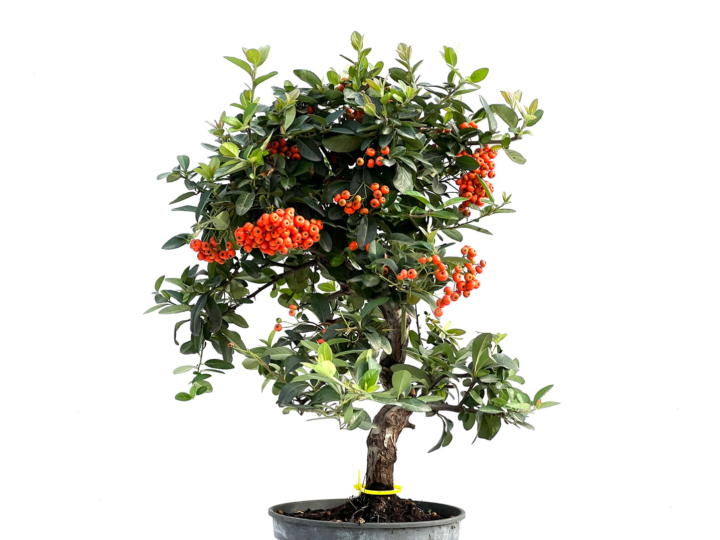 Pyracantha Coccinea 2916