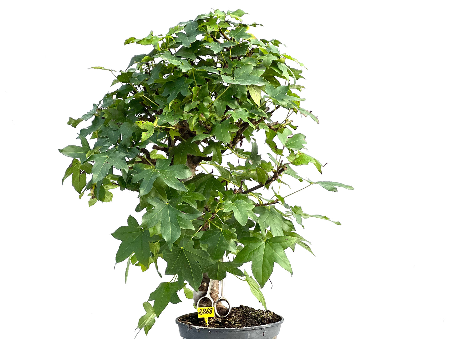 Liquidambar Formosana 2868