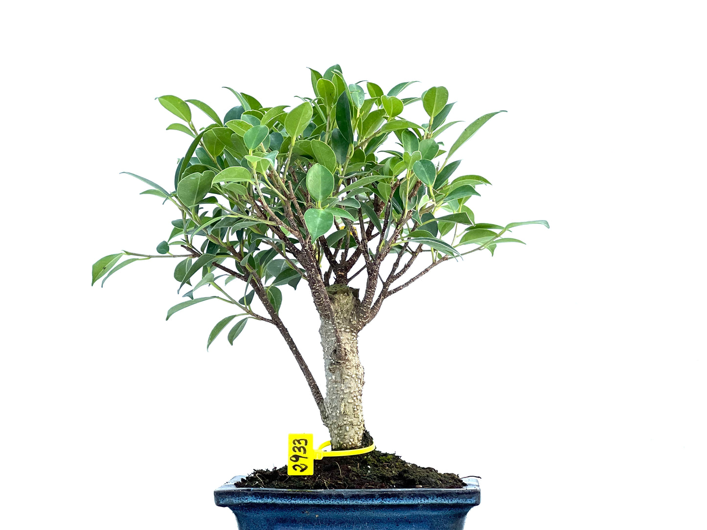 Ficus Tiger Bark 2933