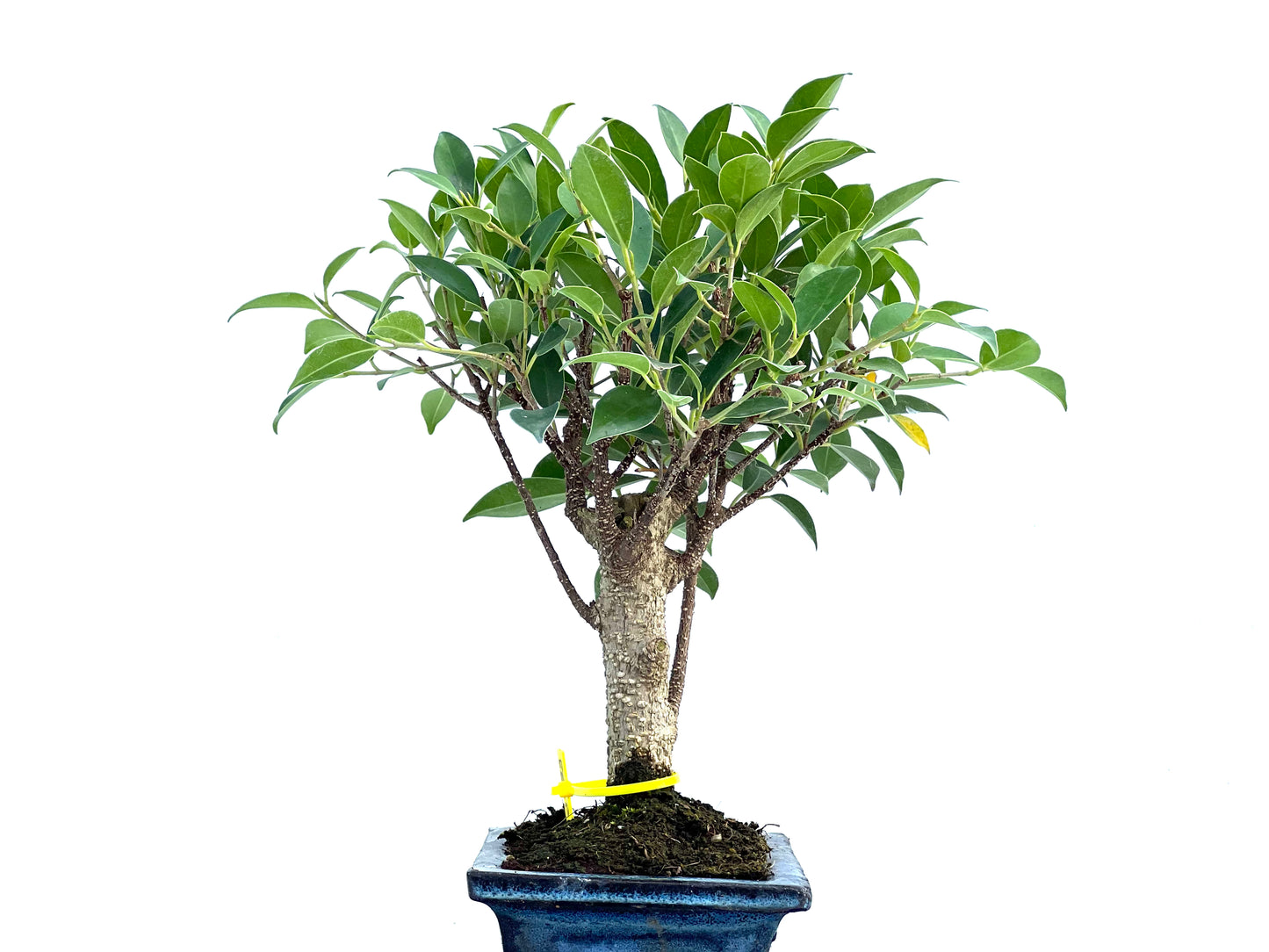 Ficus Tiger Bark 2933