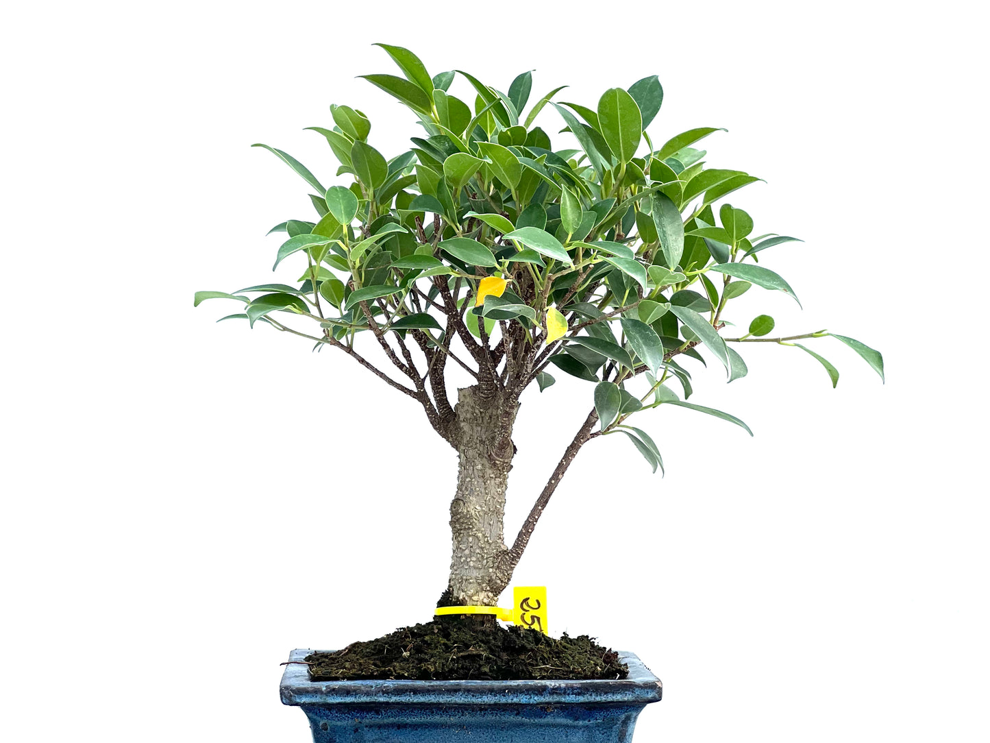 Ficus Tiger Bark 2933