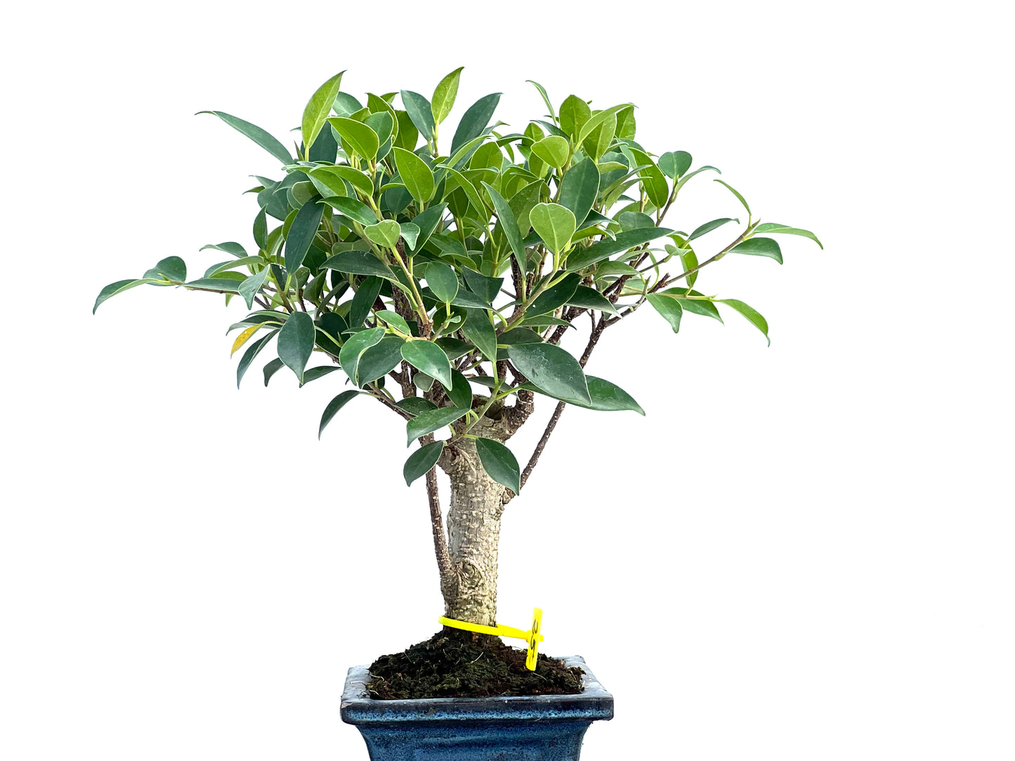 Ficus Tiger Bark 2933