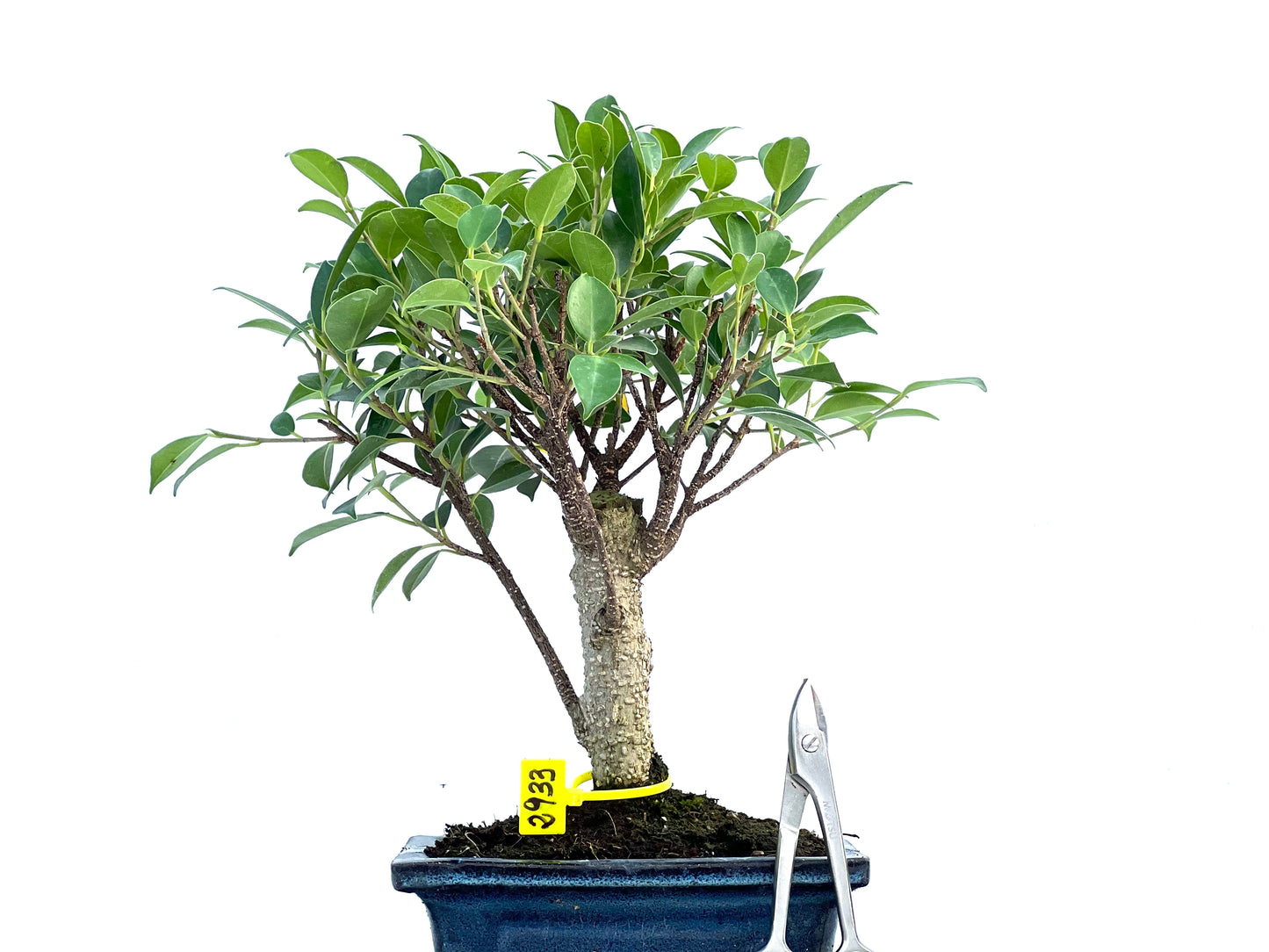 Ficus Tiger Bark 2933