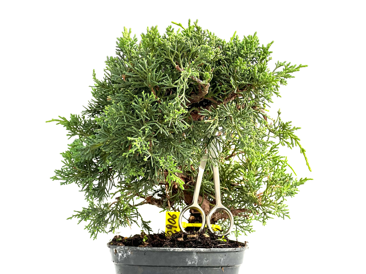 Juniperus Chinensis Kyushu 2906