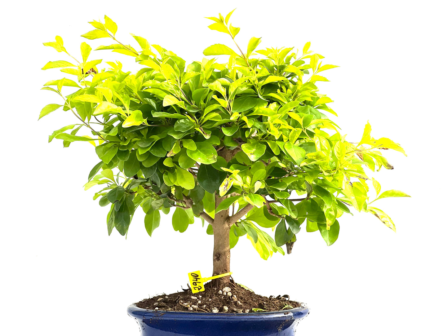 Durantha Repens Aurea 2940
