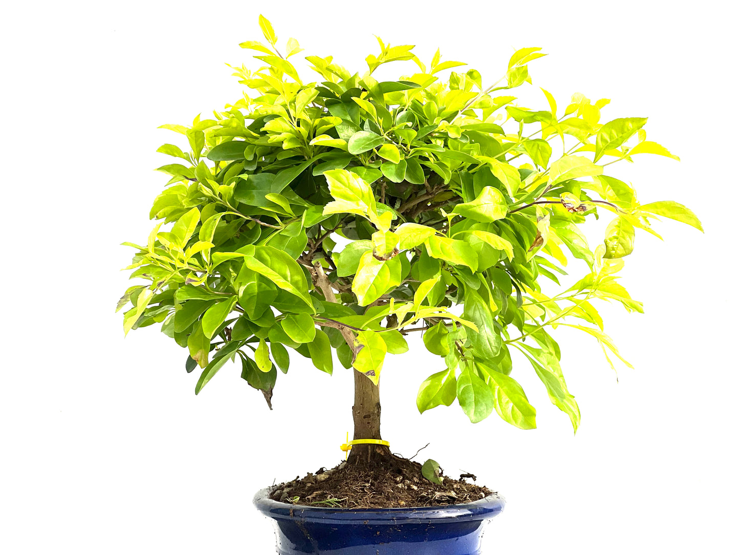 Durantha Repens Aurea 2940