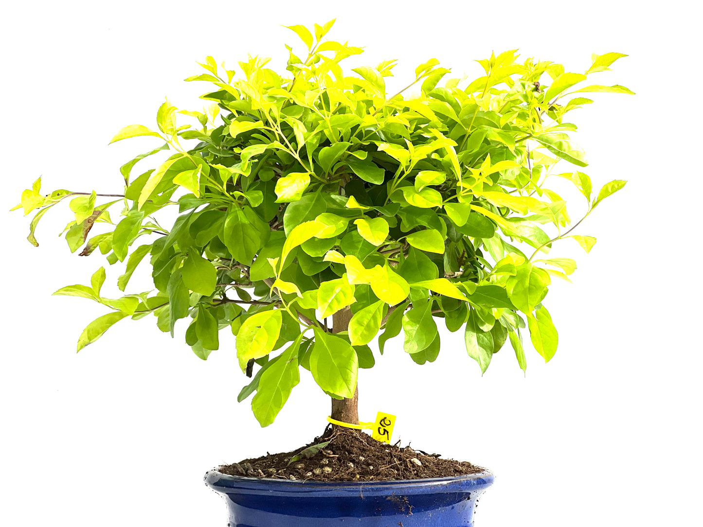 Durantha Repens Aurea 2940