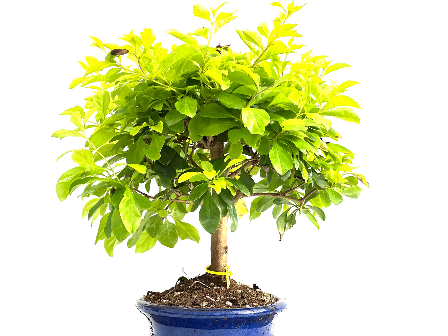 Durantha Repens Aurea 2940