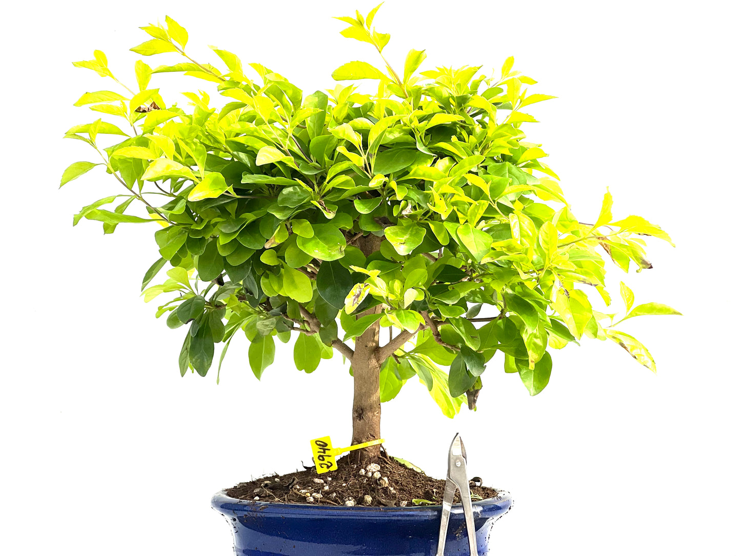 Durantha Repens Aurea 2940
