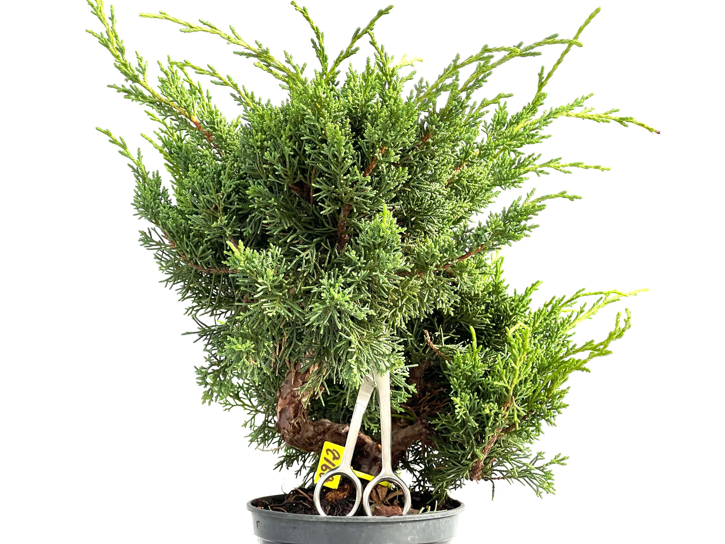 Juniperus Chinensis Kyushu 2912