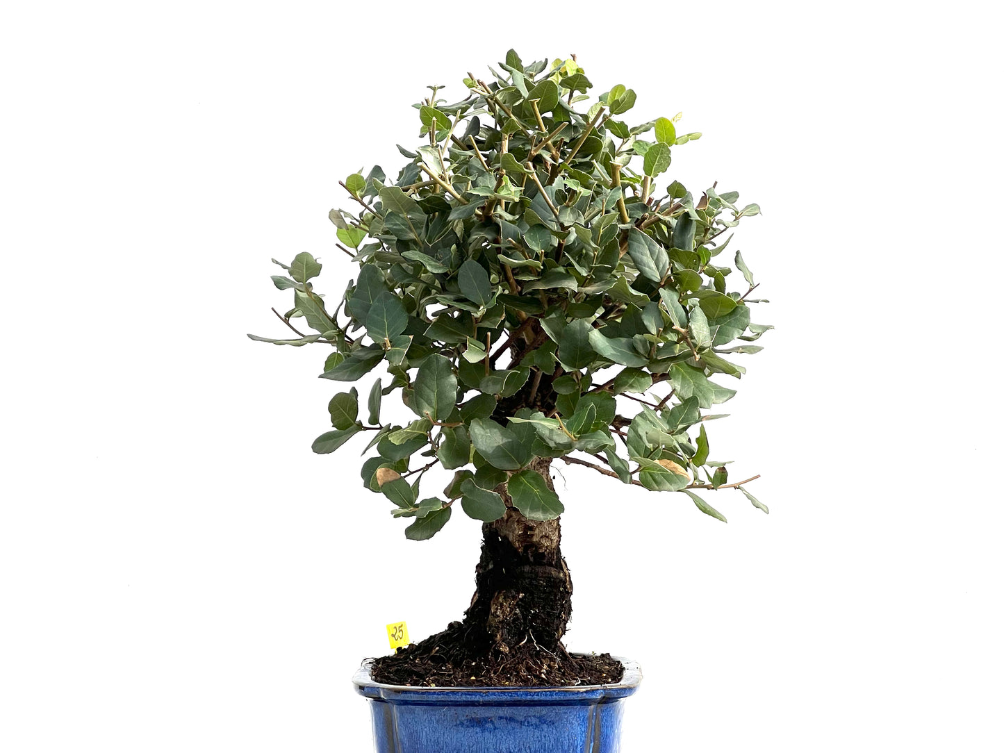 Quercus Suber 2921