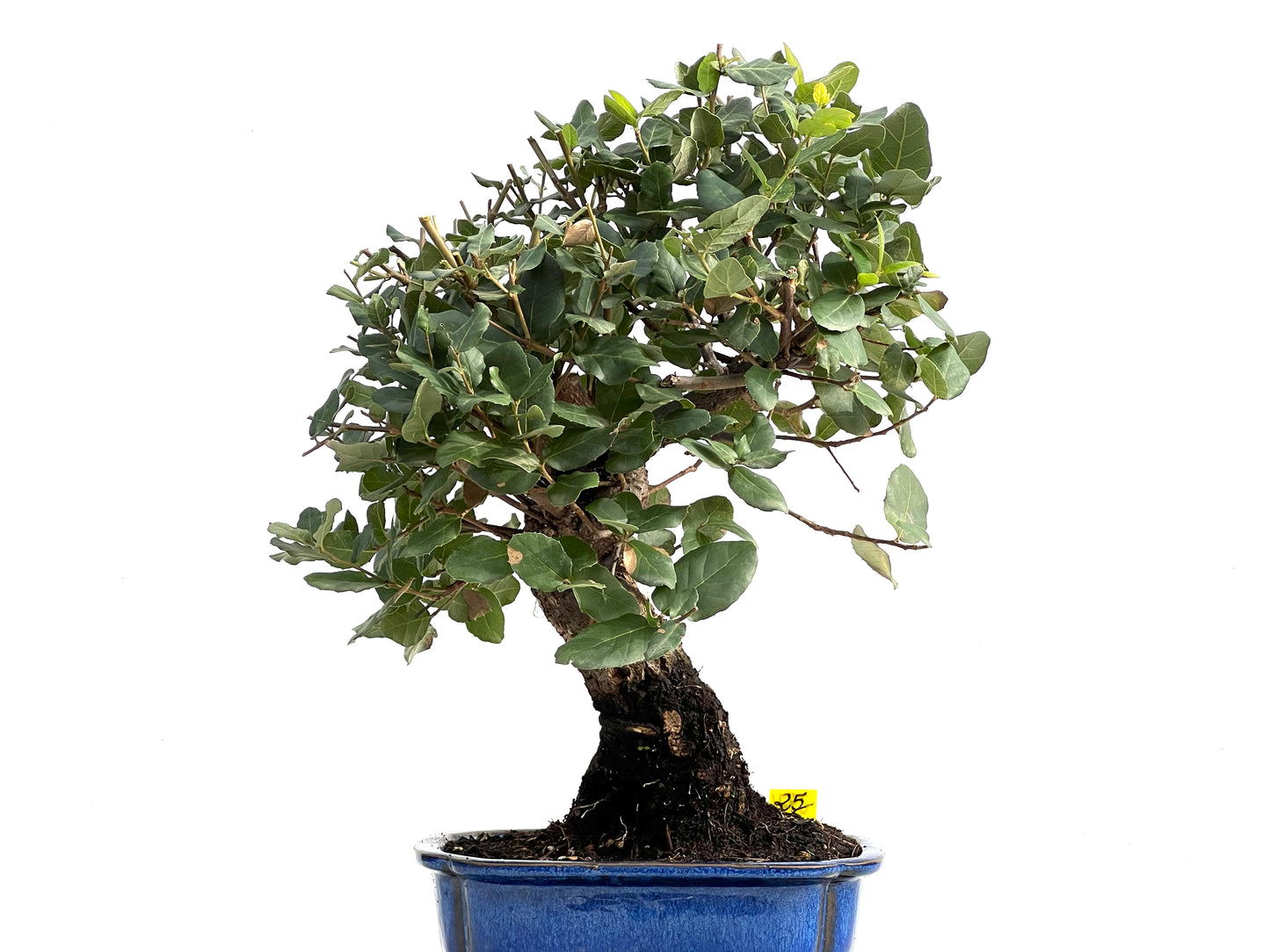 Quercus Suber 2921