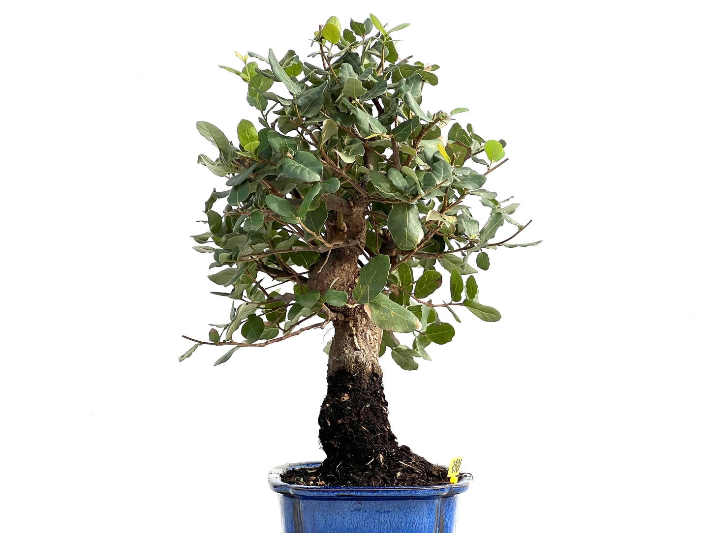 Quercus Suber 2921