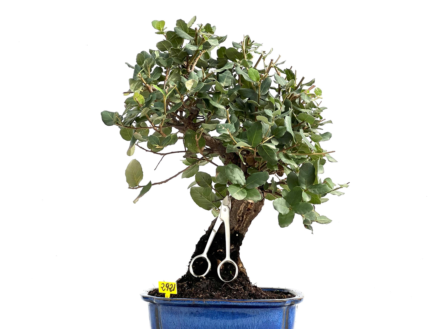 Quercus Suber 2921