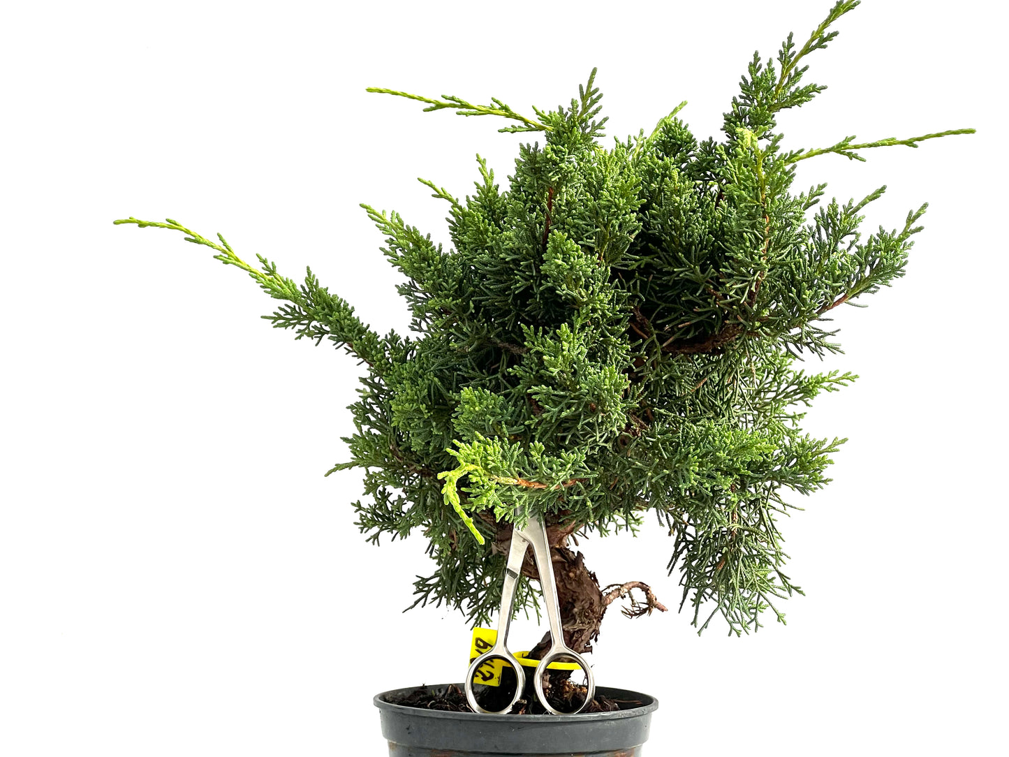 Juniperus Chinensis Kyushu 2919