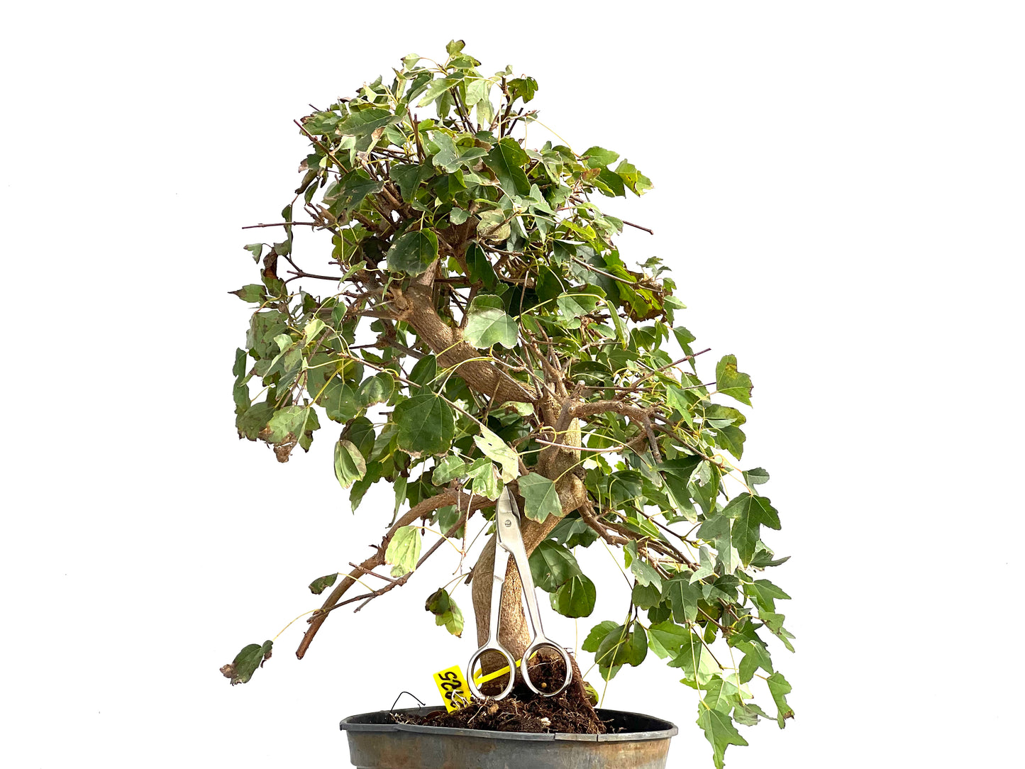 Acer Burgerianum 2925