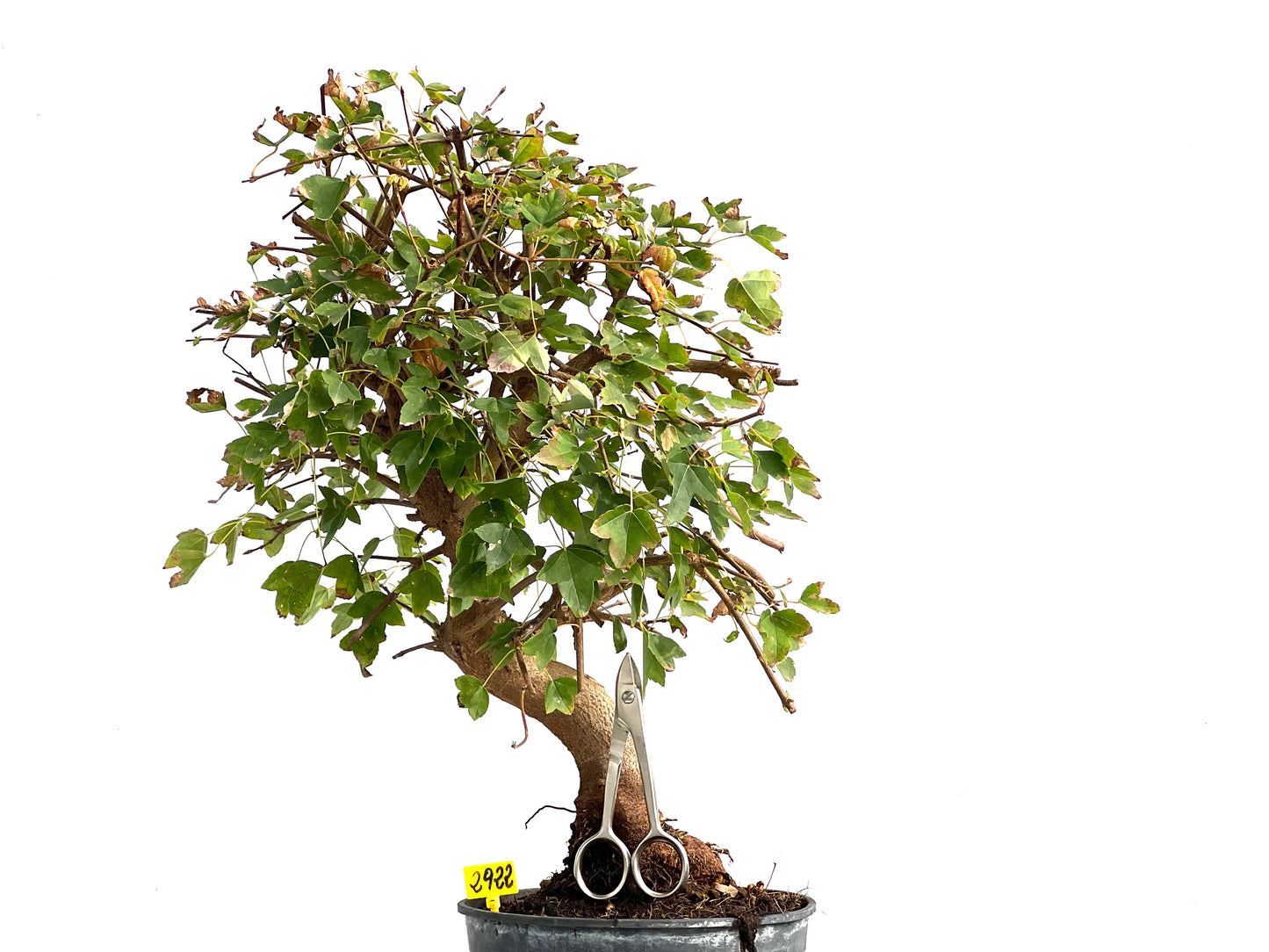 Acer Burgerianum 2922