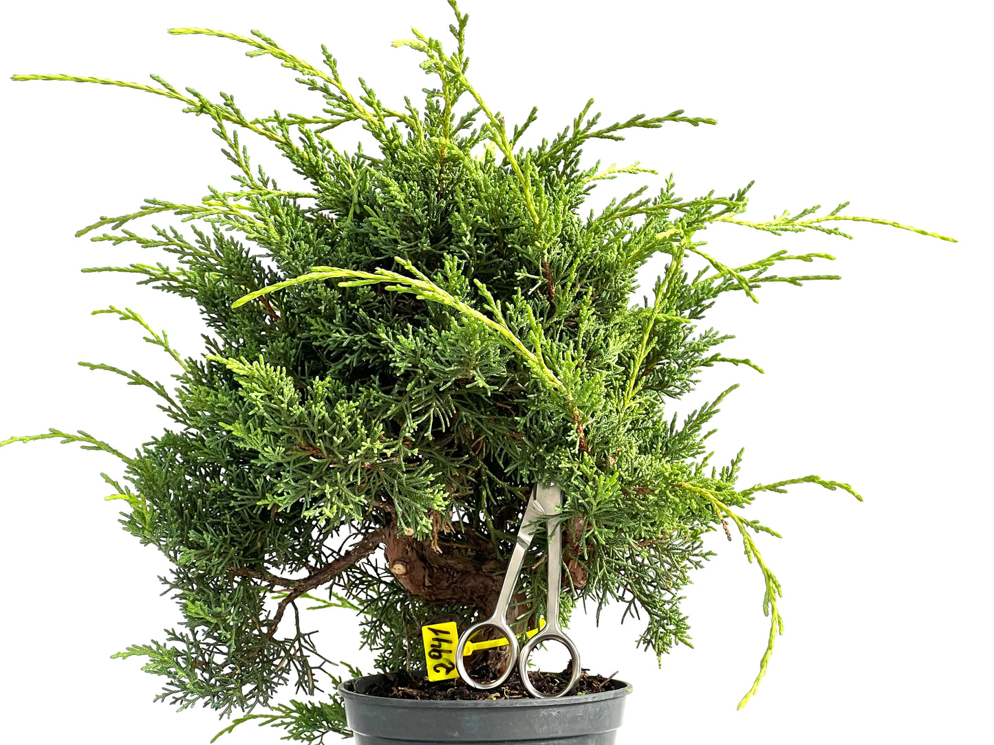 Juniperus Chinensis Kyushu 2941