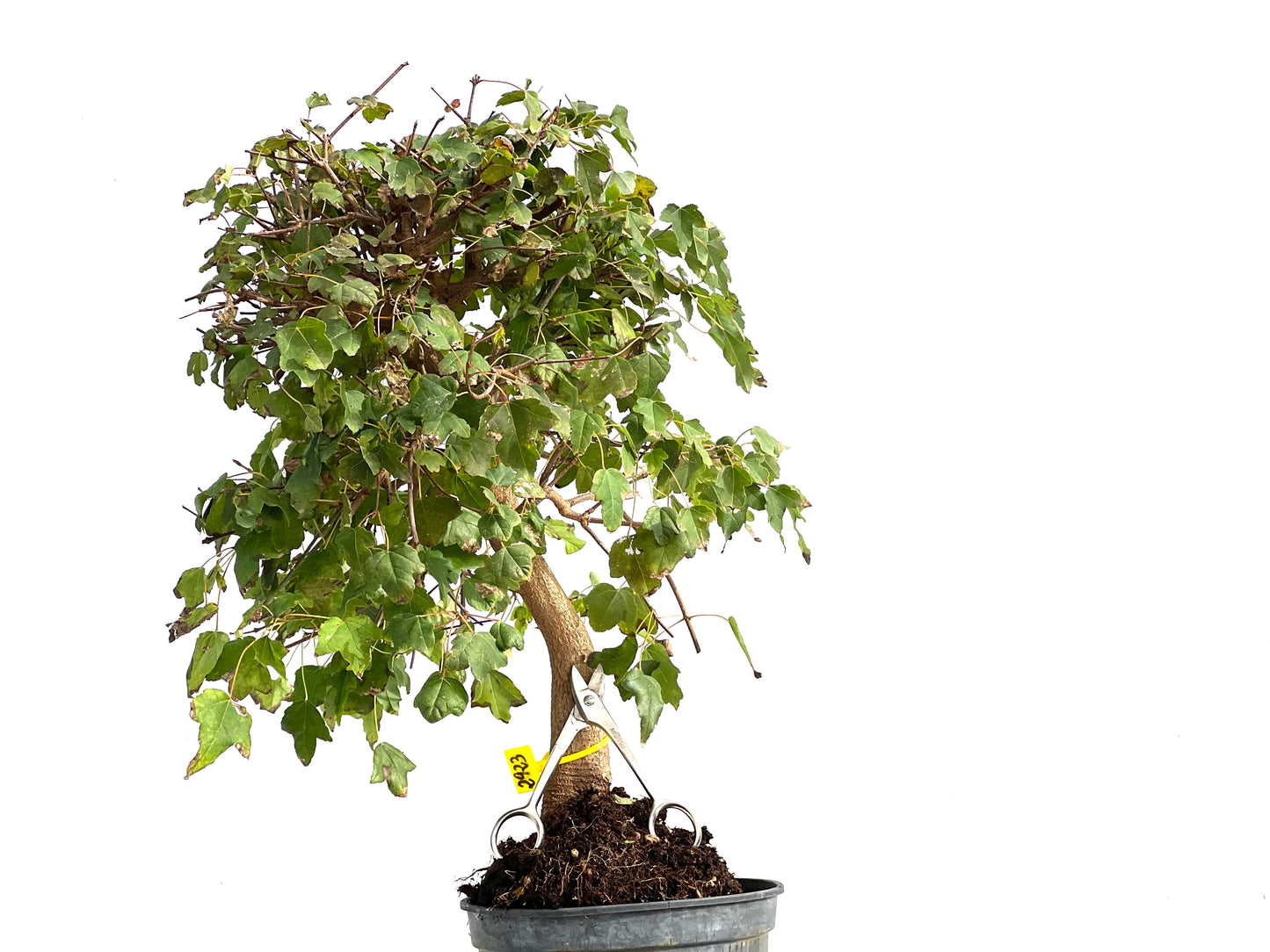 Acer Burgerianum 2923