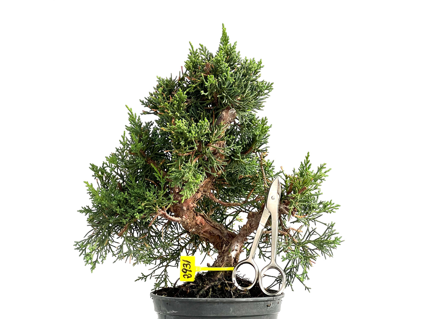 Juniperus Chinensis Kyushu 2931