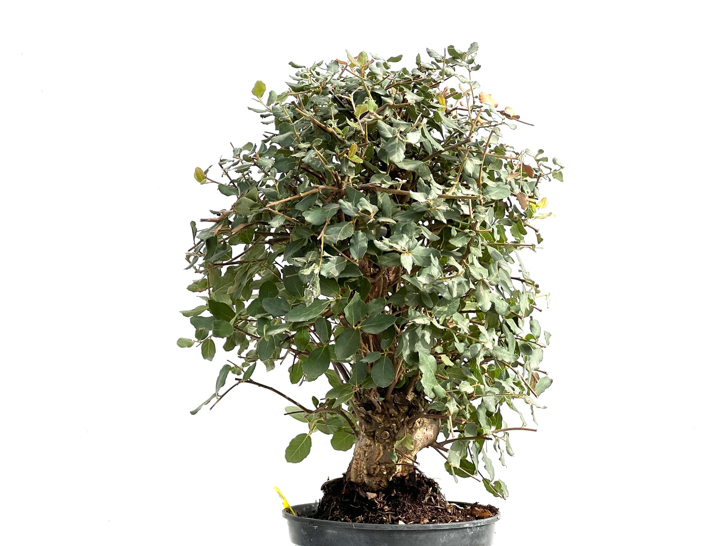 Quercus Suber 2926