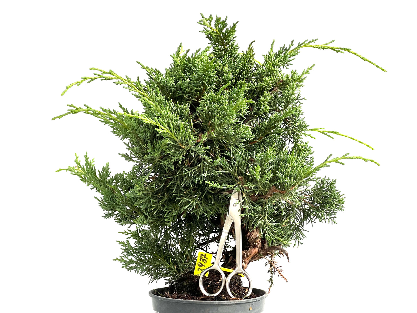 Juniperus Chinensis Kyushu 2937