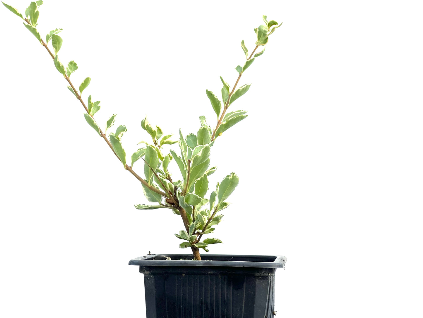 Ligustrum Japonicum Variegado