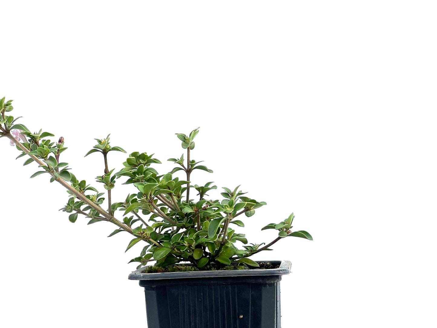 Serissa Japónica Variegada