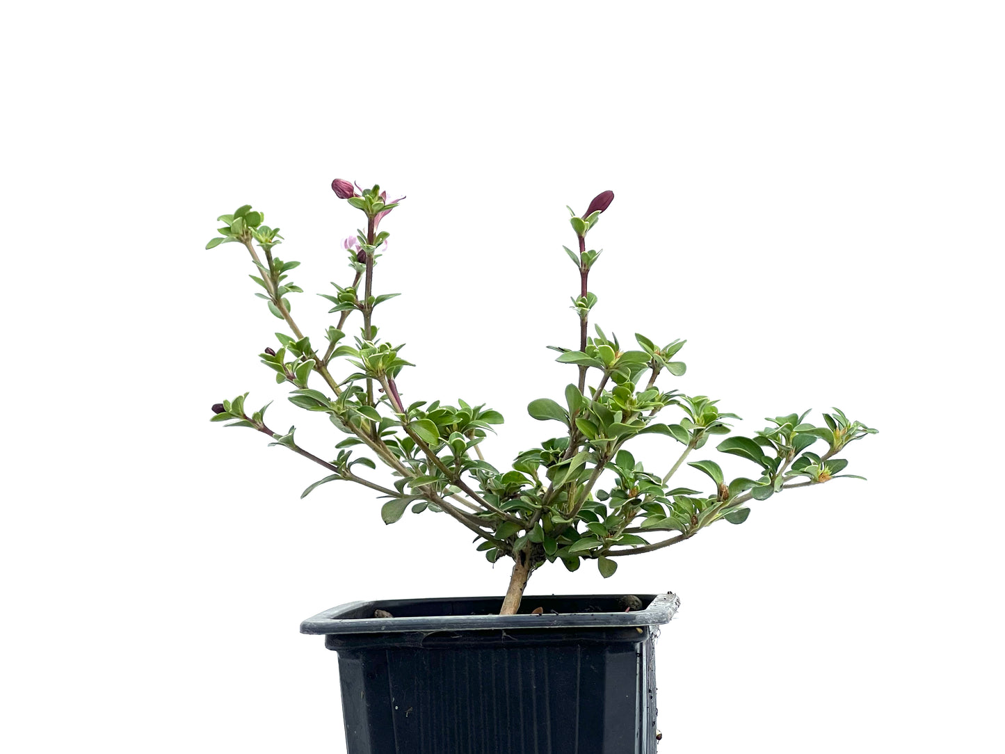 Serissa Japónica Variegada