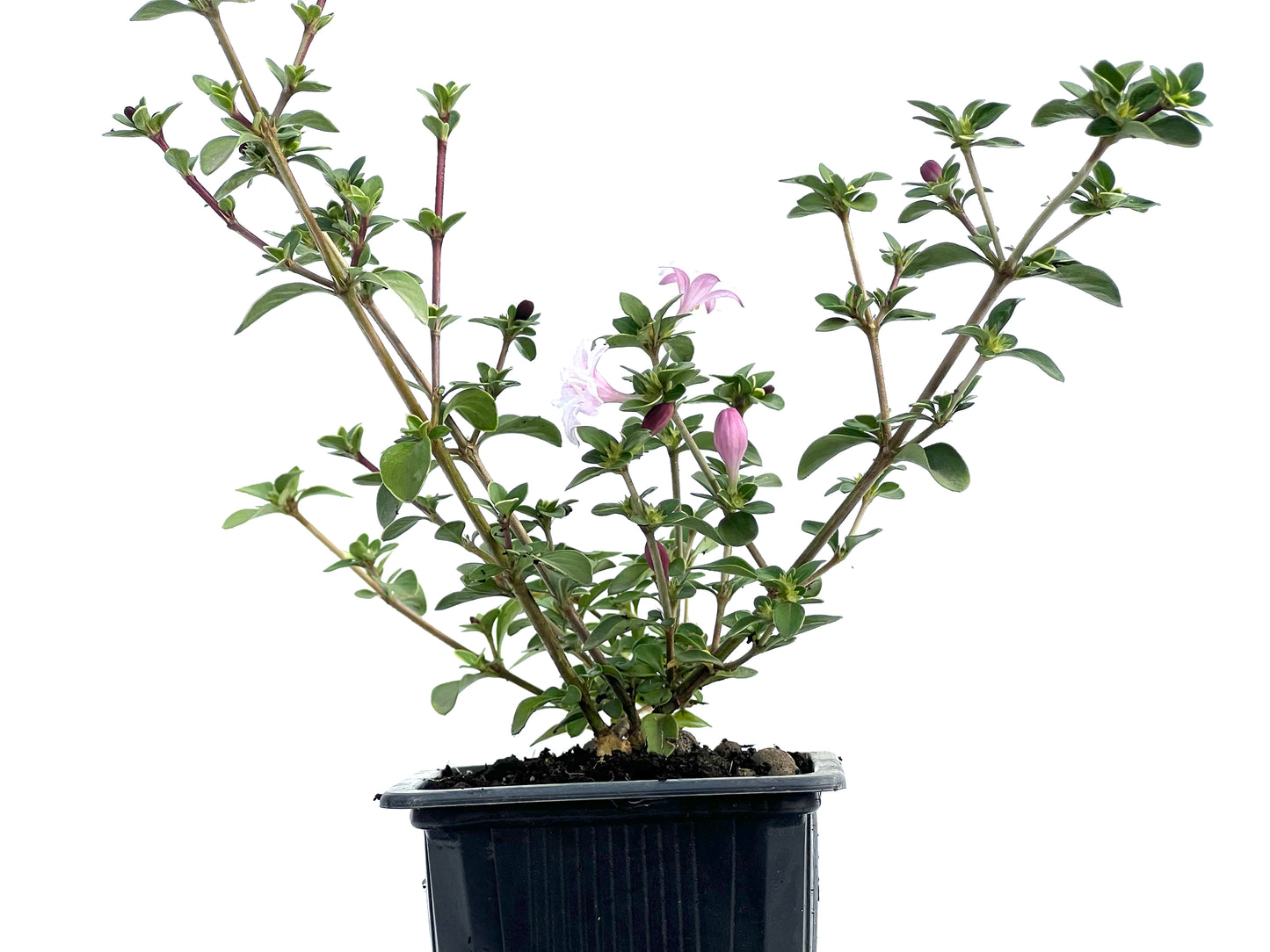 Serissa Japónica Variegada