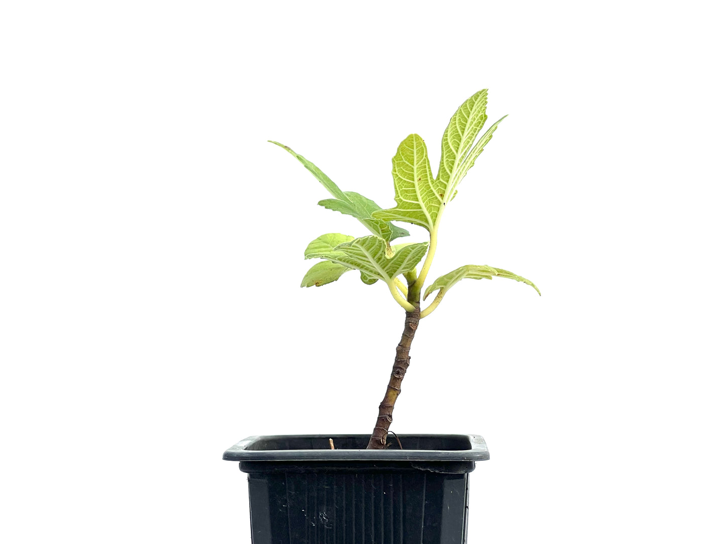 Ficus Carica