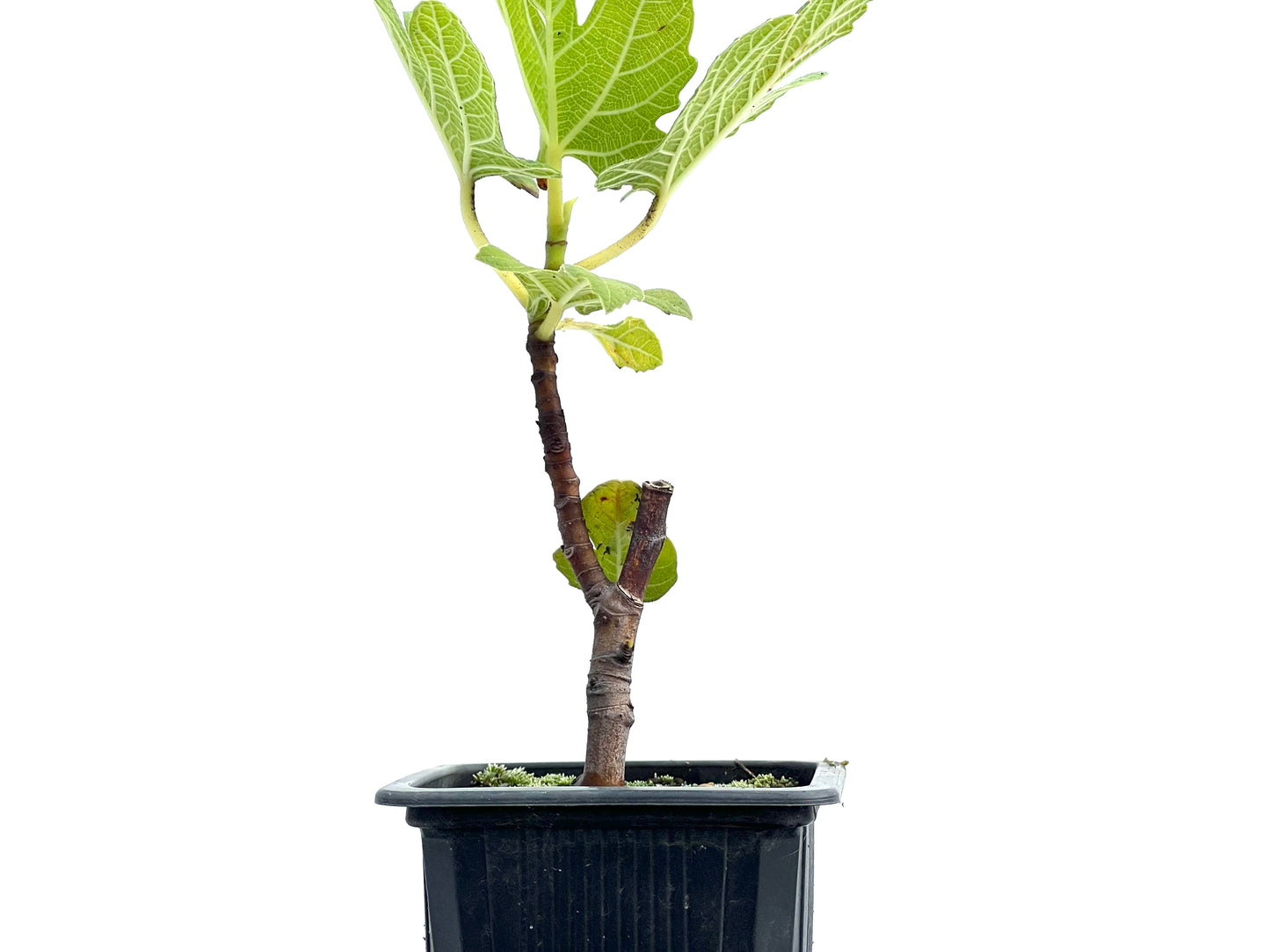 Ficus Carica