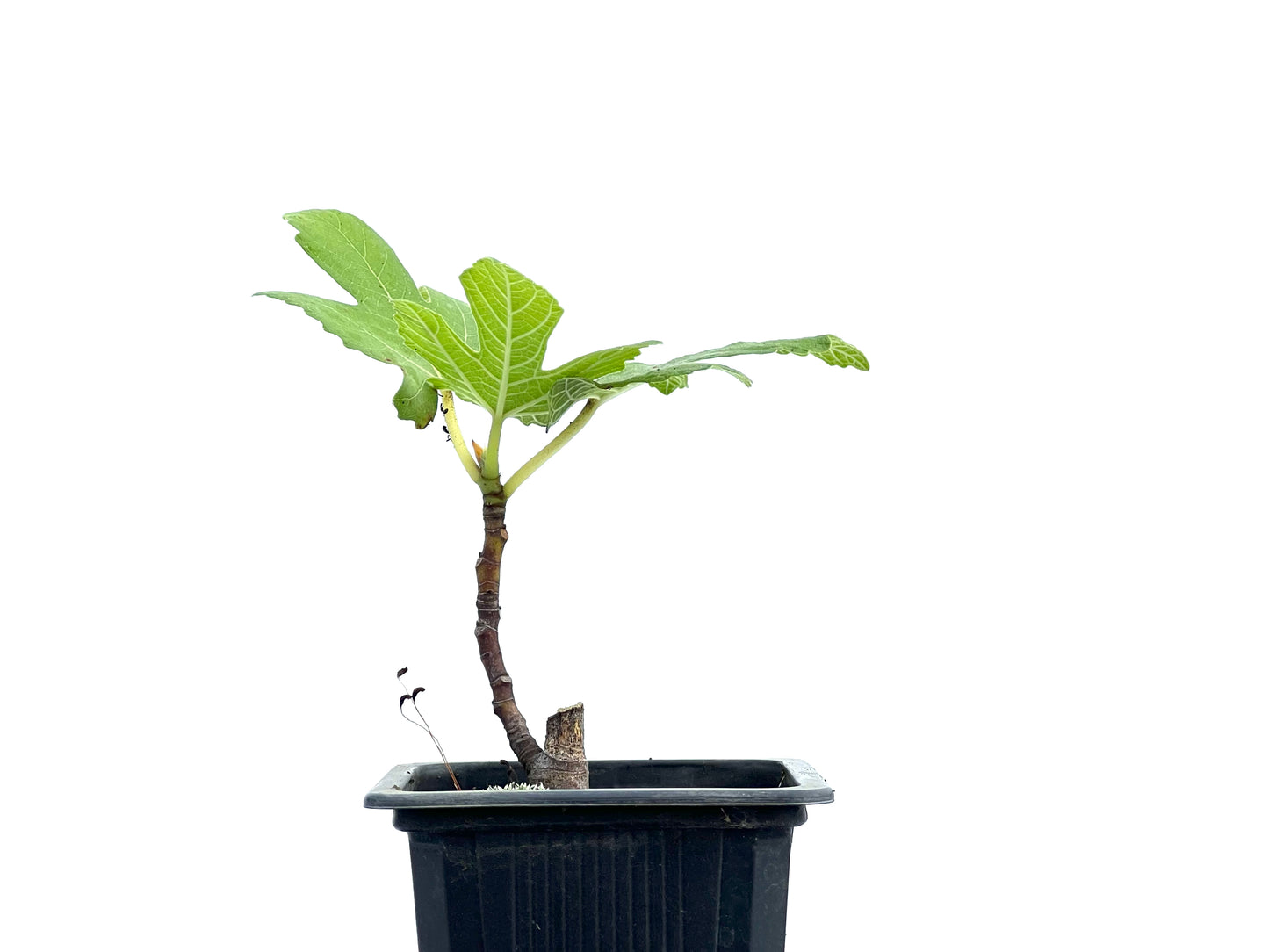 Ficus Carica