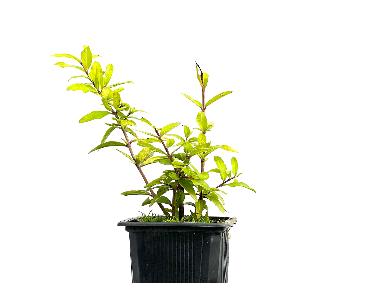 Punica Granatum Nejikan