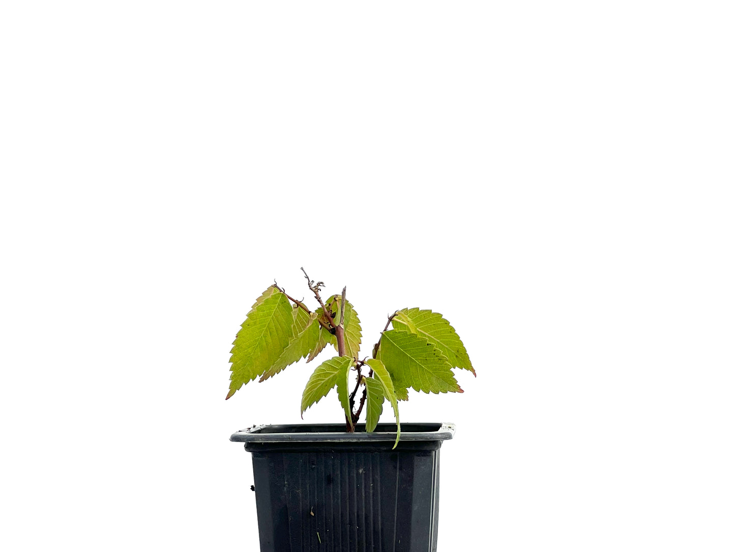 Zelkova Serrata