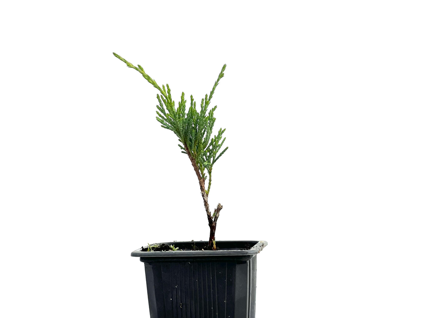 Juniperus Sabina