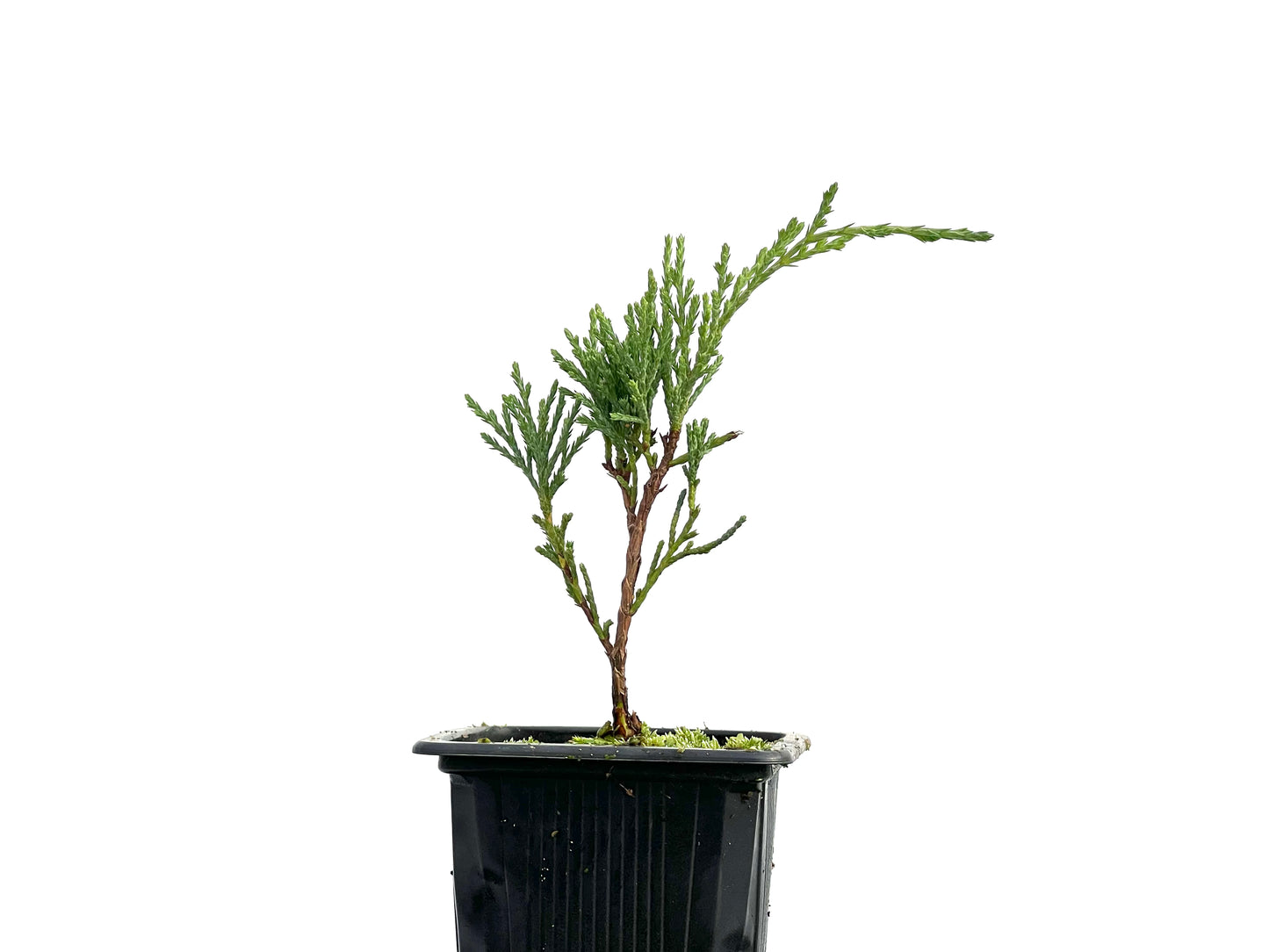 Juniperus Sabina