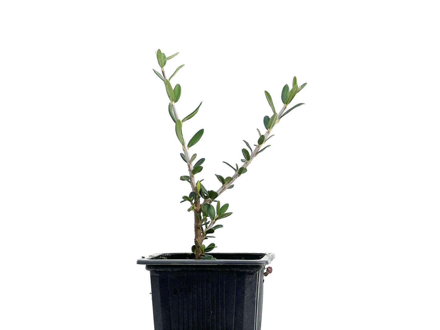 Olea Europaea Sylvestris