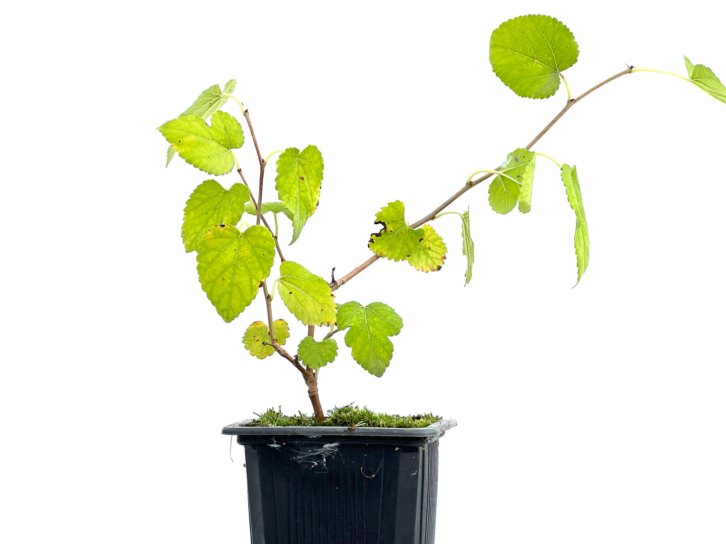 Morus Alba
