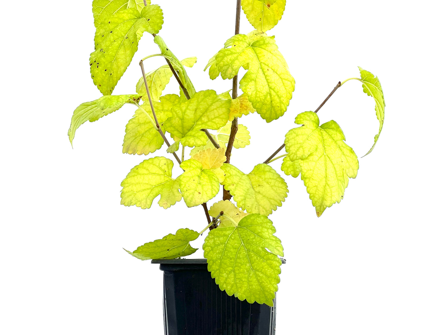Morus Alba