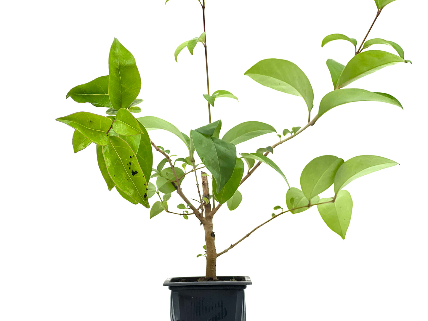 Ligustrum Japónicum